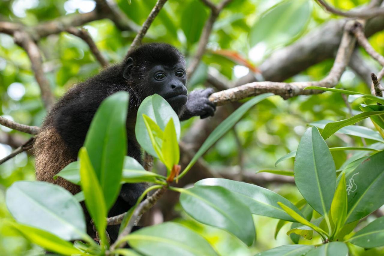 Urraca Monkey Island Eco Resort (Adults Only) Пунта-Лаурель Экстерьер фото